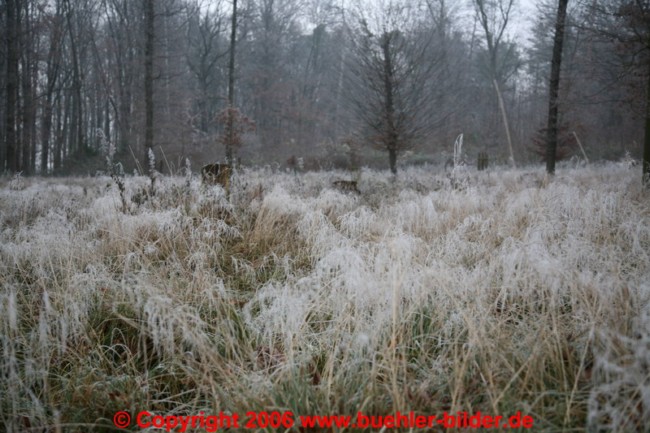 Frost auf hohem Gras_©IMG_7121.jpg