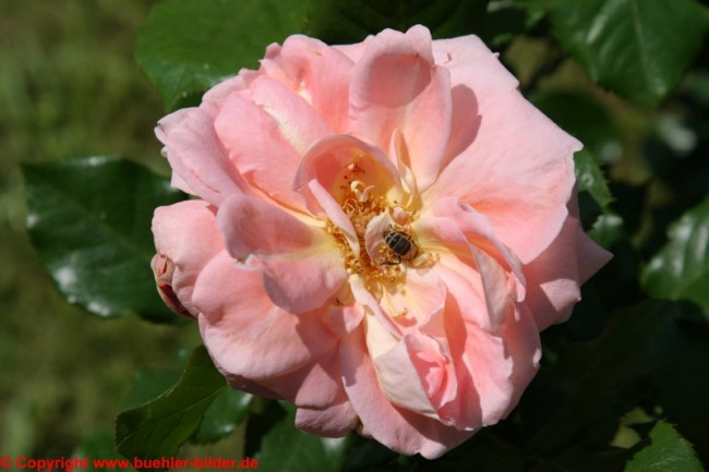Rose mit Biene_©IMG_0032.jpg