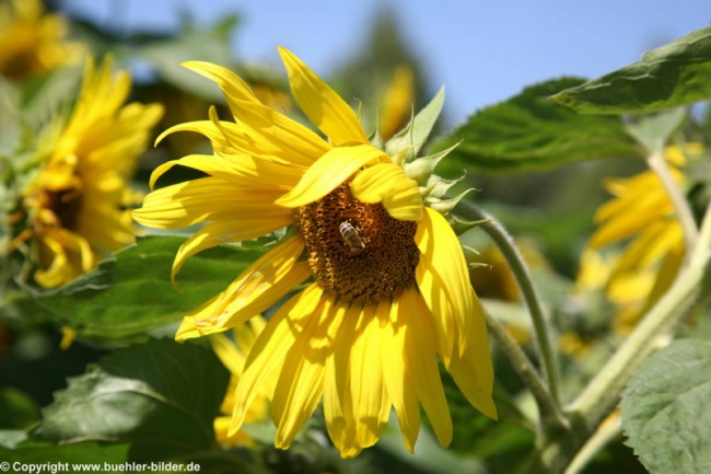 Sonnenblume mit Biene_©IMG_6950.jpg