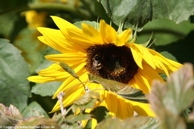 Sonnenblume mit Biene_©IMG_7116.jpg