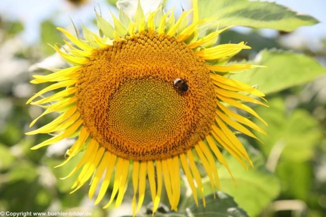 Sonnenblume mit Hummel_©IMG_6983.jpg