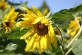 Sonnenblume mit Biene_©IMG_6950