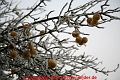 aepfel im Winter_©IMG_7180