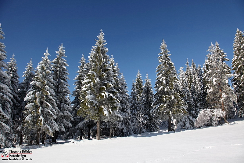 Winter_Schnee_Tanne_Wald IMG_6000.jpg