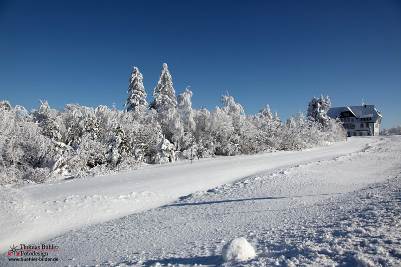 Winter_Schnee_Tanne_Wald IMG_6015.jpg