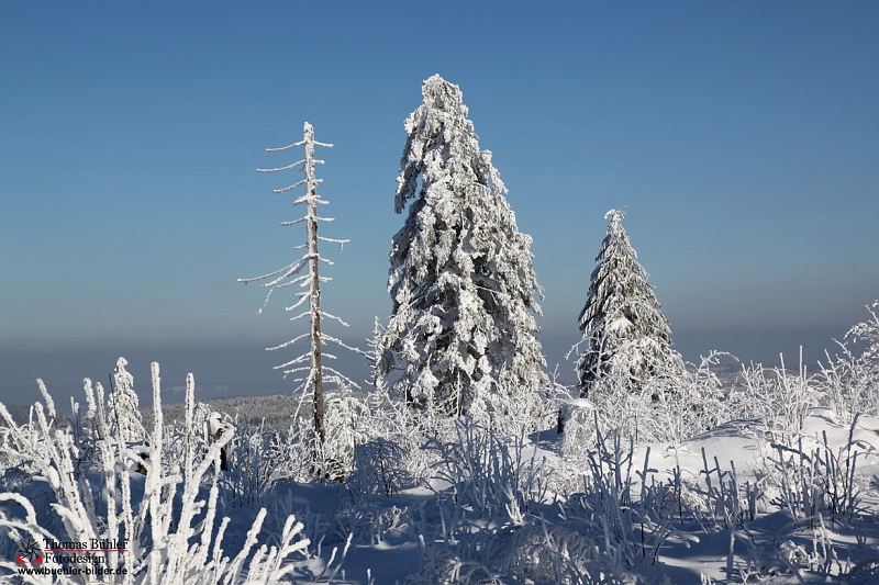 Winter_Schnee_Tanne_Wald IMG_6021.jpg