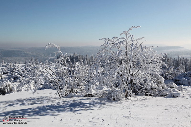 Winter_Schnee_Tanne_Wald IMG_6039.jpg