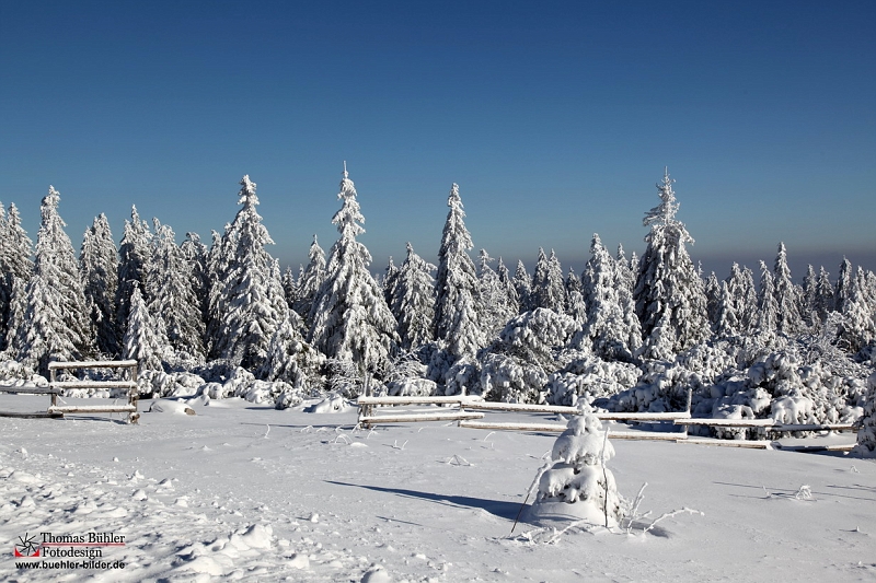 Winter_Schnee_Tanne_Wald IMG_6041.jpg