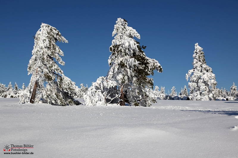 Winter_Schnee_Tanne_Wald IMG_6066.jpg