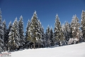 Winter_Schnee_Tanne_Wald IMG_6000
