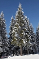 Winter_Schnee_Tanne_Wald IMG_6006