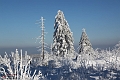 Winter_Schnee_Tanne_Wald IMG_6021