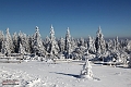 Winter_Schnee_Tanne_Wald IMG_6041