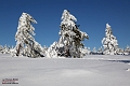 Winter_Schnee_Tanne_Wald IMG_6066