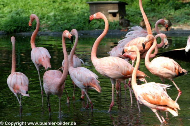 Flamingos_©IMG_2193.jpg