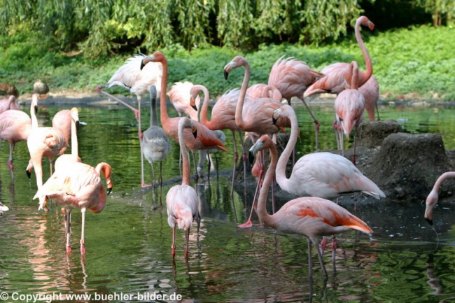 Flamingos_©IMG_2205.jpg