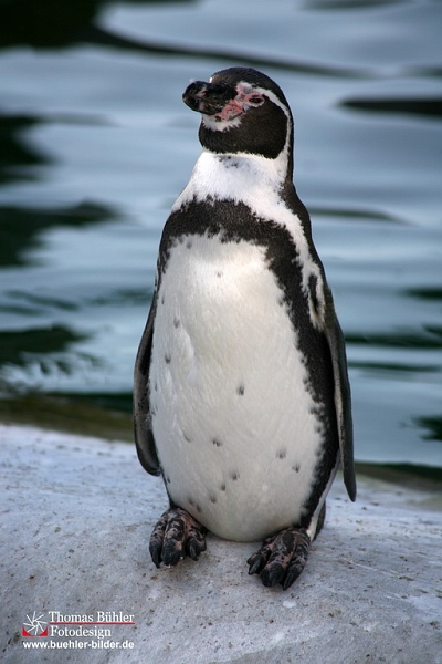 Pinguin IMG_0434.jpg