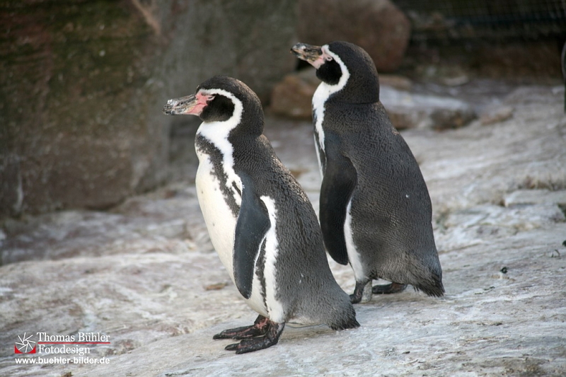 Pinguine IMG_0424.jpg