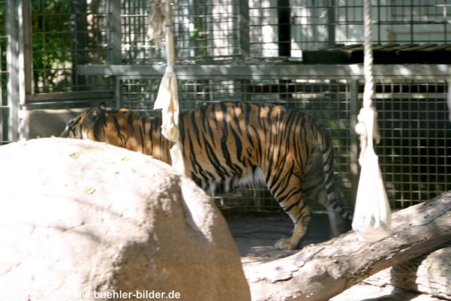 Tiger im Kaefig_©IMG_2187.jpg