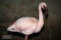 Flamingo IMG_0608