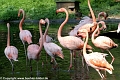 Flamingos_©IMG_2193