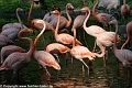 Flamingos_©IMG_2200