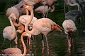 Flamingos_©IMG_2213