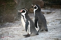 Pinguine IMG_0424